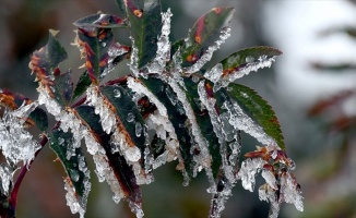 Meteorolojiden 5 il için zirai don ve buzlanma uyarısı