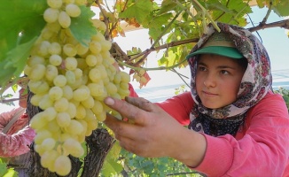 Üzüm üreticilerinin sorunları araştırılacak