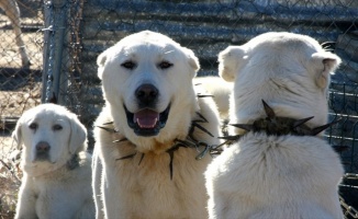 'En iyi sürü bekçi köpeği' için 6 ay sıra bekliyorlar