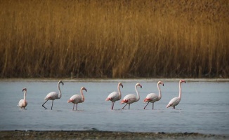 Van Gölü kuğu ve flamingoları ağırlıyor