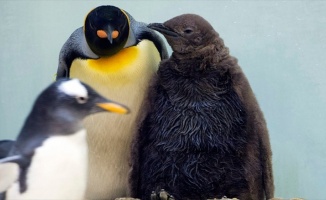 Küresel ısınma kral penguenleri de tehdit ediyor