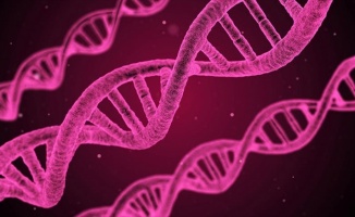 Hücrelerde DNA'nın yeni bir yapısı keşfedildi