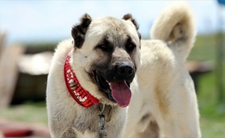 Fransız çobanlar &#039;Kangal&#039; ile nefes aldı