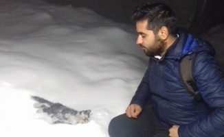 Hakkari’de sokak kedisi donarak öldü