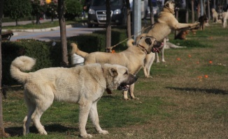 Köpekler jüri önüne çıktı