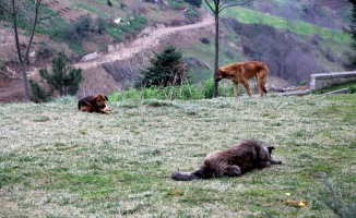 Trabzon’da bir mahallenin başı köpeklerle dertte