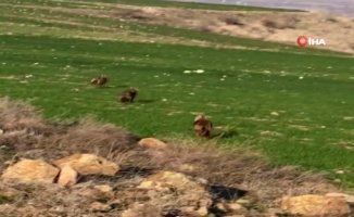 Ankara’da çakallar köye indi