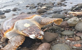 Bodrum’da ölü caretta caretta karaya vurdu