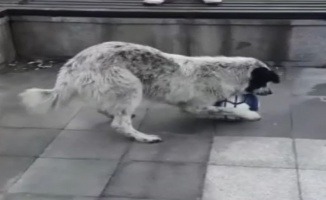 Futbolcu köpeği gören telefona sarıldı