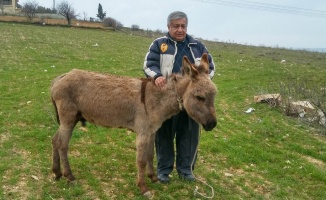 Gaziantep’te sıpaya akıl almaz işkence