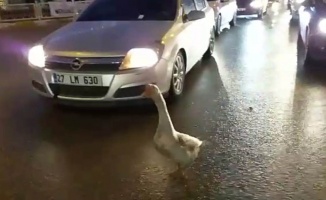 Sahibinin elinden kaçan kaz trafiği birbirine kattı