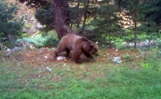 Bolu’da, doğal hayat fotokapanlarla görüntülendi