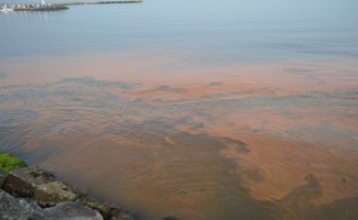Denizdeki turuncu renk tüm sahili sardı