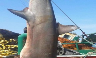Dev köpek balığı, balıkçıların ağına takıldı