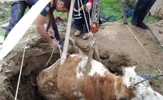 Kuyuya düşen inek, itfaiye ekipleri tarafından kurtarıldı