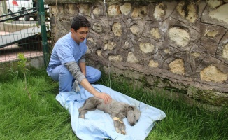 Ölmek üzereyken bulunan köpeğe Mehmetçik şefkati