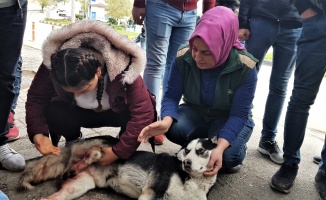 Otomobili ile çarptığı köpeğin başında dakikalarca bekledi