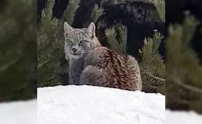 Sarıkamış’ta vaşak görüntülendi