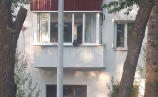Evin balkonuna çıkan yavru ayı herkesi korkuttu