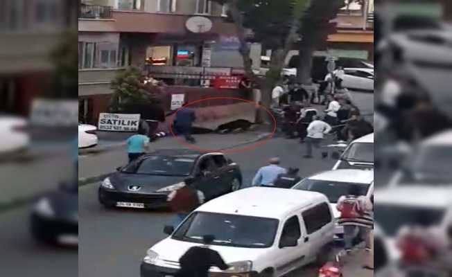 İstanbul’da köpek dehşeti