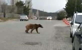 Sarıkamış’ta yemek kokusu yavru ayıyı sokağa indirdi