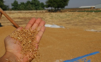 30 ton buğday yüklü tırla kayıplara karıştı