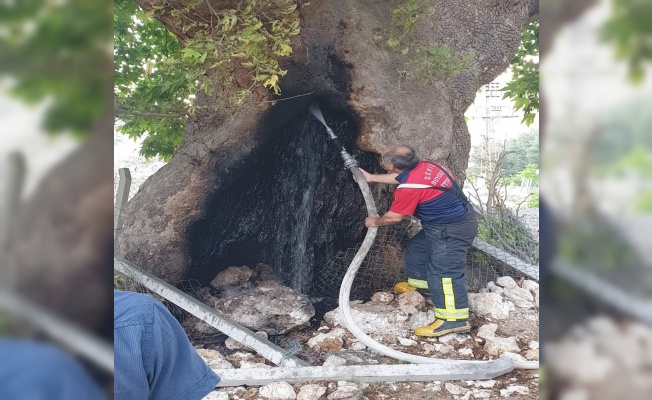 Asırların deviremediği çınarı ateşe verdiler