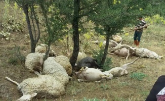 Denizli’de üzerine yıldırım düşen 15 koyun telef oldu