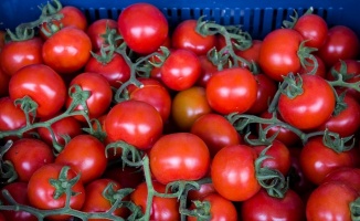 Rusya&#039;ya domates ihracatındaki artış yüz güldürüyor