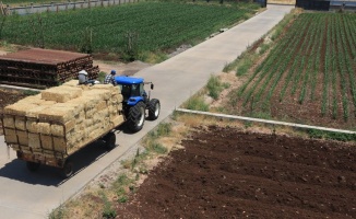 Ata yadigarı &#039;siyez&#039; buğdayında hasat sevinci