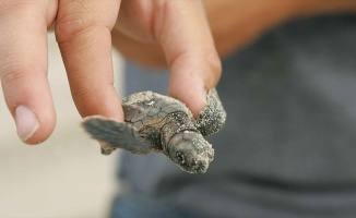 '2 milyon caretta caretta yumurtası koruma altına alındı'