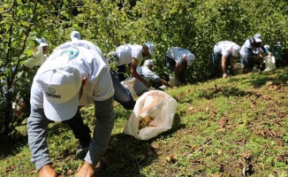 Sigortalı fındık işçileri hasada başladı