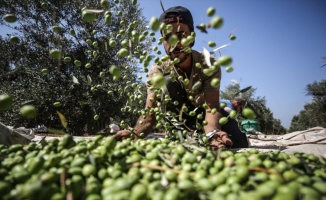 Gazze&#039;de zeytin hasadı başladı