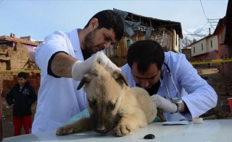 Malatya&#039;da gönüllü veterinerler depremden etkilenen hayvanları tedavi etti