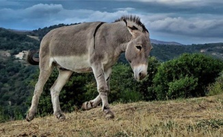 Türkiye siyaseti ve “Sıraca Eşeği”