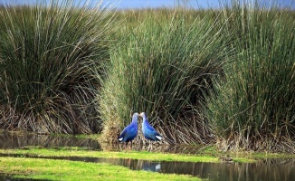 UNESCO için kuş cennetinin biyoçeşitliliği ortaya çıkarılıyor