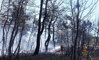 İhmaller sonucu geçen yıl 6 bin 500 hektar orman kül oldu