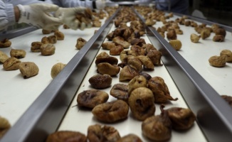 Türkiye'nin kuru meyve ihracatı 700 milyon doları aştı