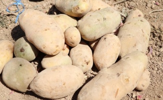 Gıda sanayisi için yerli iki patates çeşidi geliştirildi
