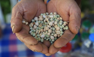Kovid-19'un etkisiyle yerli ve milli tohum kullanımı artacak