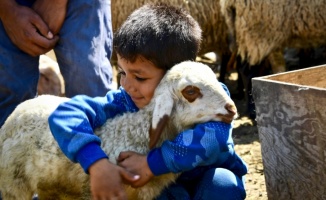 Koyunları telef olan ailenin hüznü sevince döndü