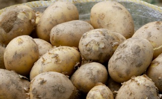 Tarım ve Orman Bakanlığından 50 bin ton patates ihracatına izin