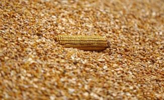 Bakan Pakdemirli mısır alım fiyatını açıkladı