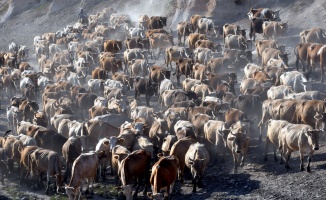 SÜTAŞ&#039;ın sağmal inekleri Bingöl&#039;deki çiftliklere getirildi