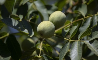 Bakanlıktan zeytin, badem ve cevize yatırım çağrısı