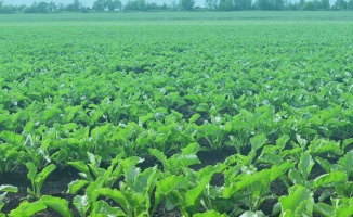 Pancar çiftçisine lokallerde çay ve çorba bedava