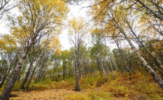 Doğaseverlerin sonbahardaki uğrak noktası: Salördek ormanları