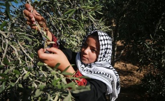 İsrail askerlerinden Filistinlilerin zeytin toplamasına engel