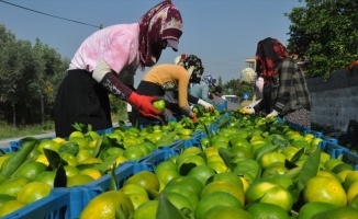 Türk narenciyesi 9 ayda 374 milyon dolar kazandırdı