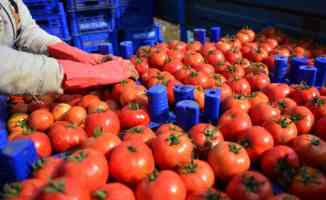 Rus perakendeciler Türkiye&#039;den domates kotasının artırılmasını istiyor